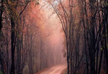 利来体育：暂别赛场，安赛龙中英双语发文：将通过内窥镜手术治疗背伤.